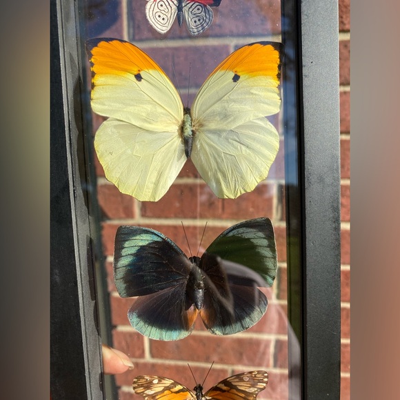 5 Butterflies Wall Hanging - Picture 7 of 10